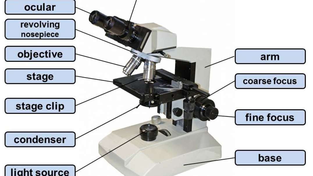 Components of Compound Light Microscope