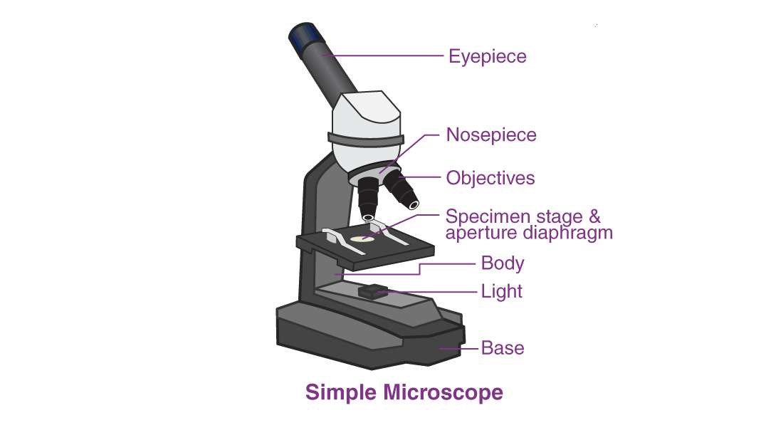 Simple Light Microscope