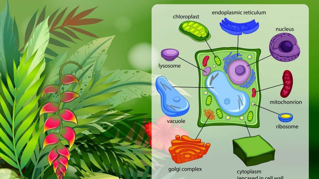 Plant Cell and its organelles simulation