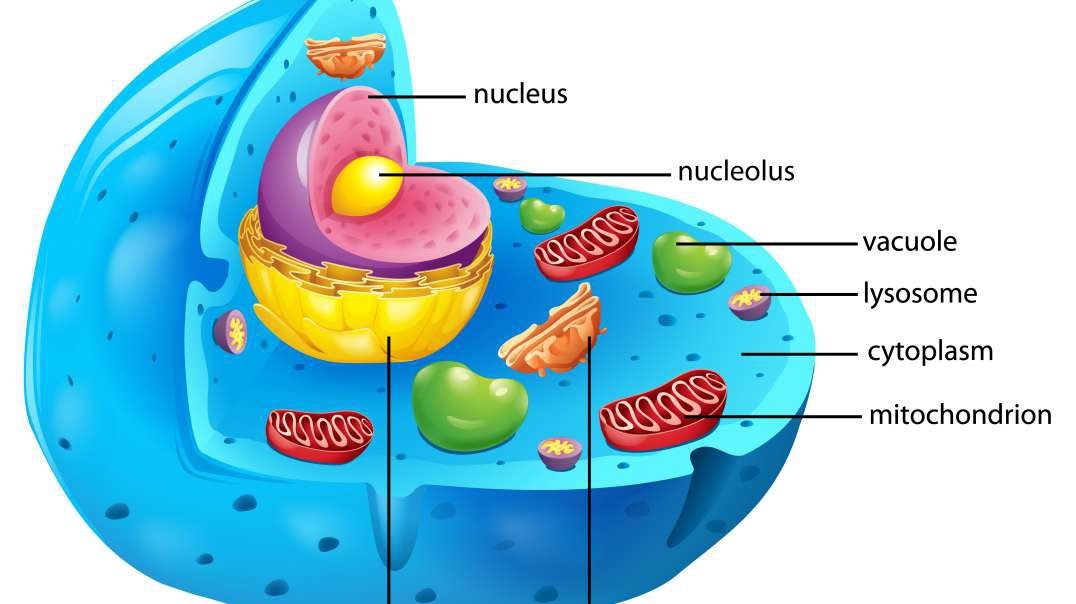 Animal Cell and its Organelles