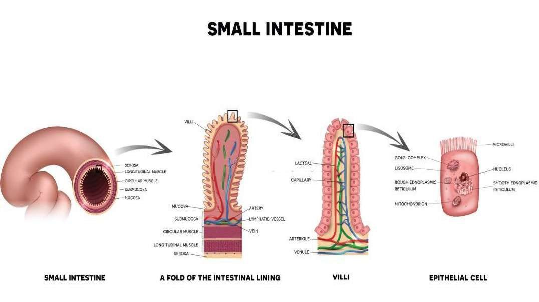 Structure of Villi: Small Intestine