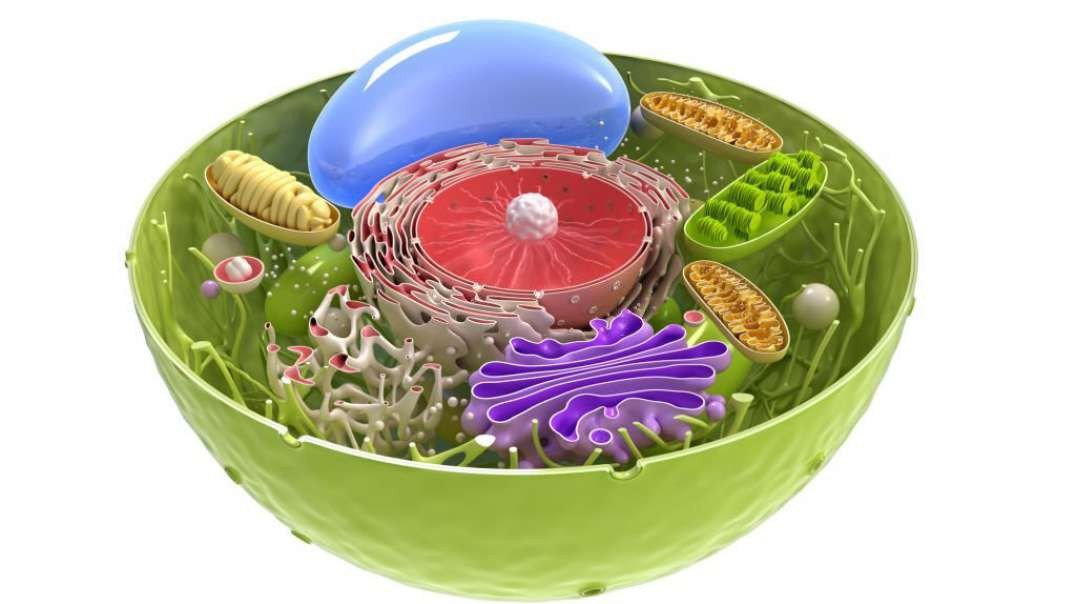 Introduction to the Cell Membrane, Cytoplasm, Cytoskeleton