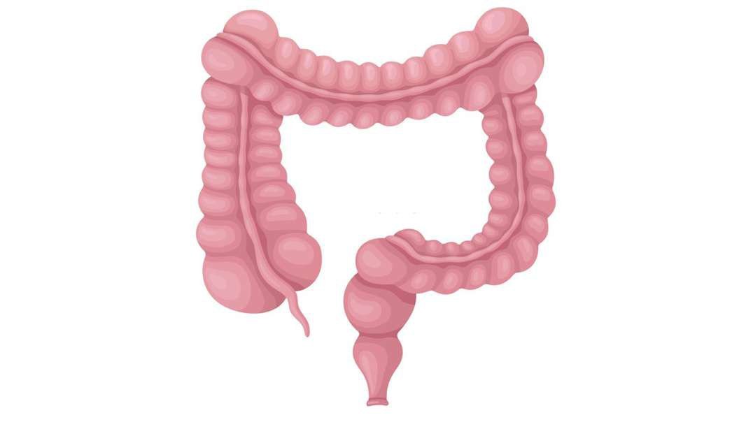 Large intestine Anatomy