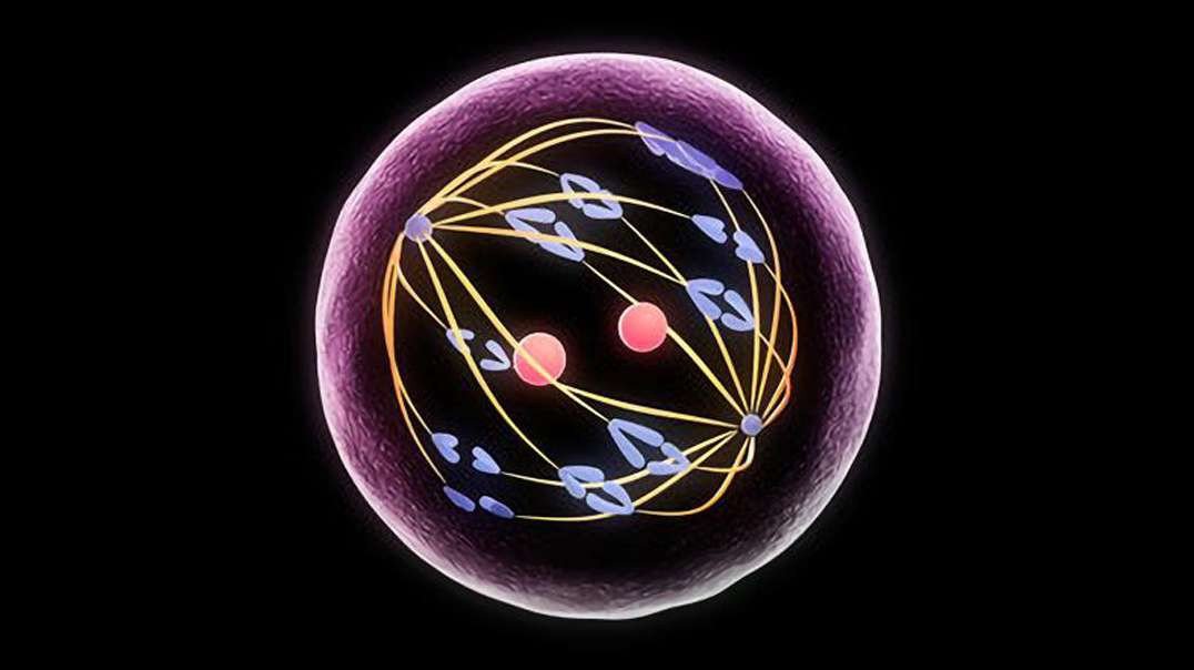 Overview of Meiosis