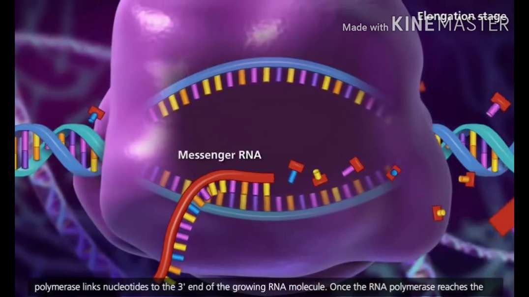 Transcription: DNA to mRNA