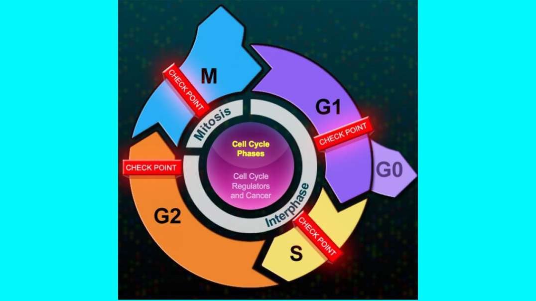 M Phase of the Cell Cycle
