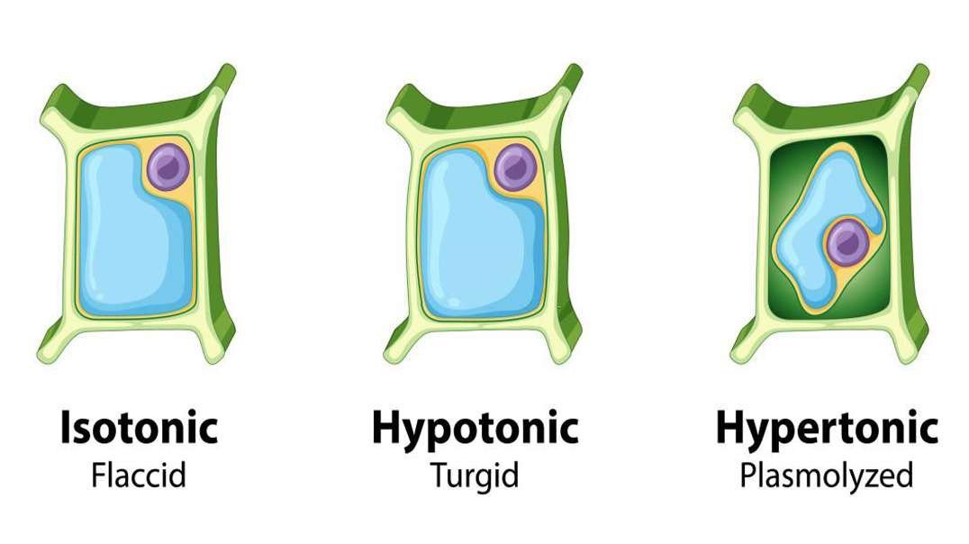 Cell Transport and Solutions