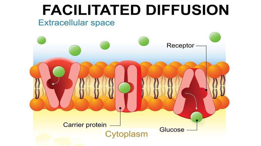 Facilitated Diffusion