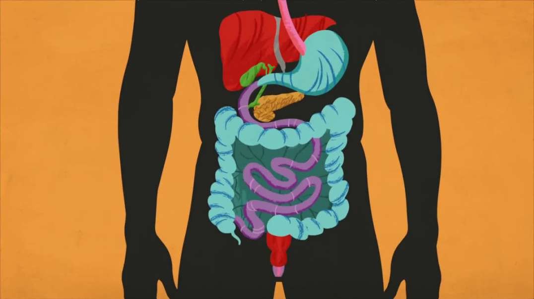 How our digestive system works: 2D animation