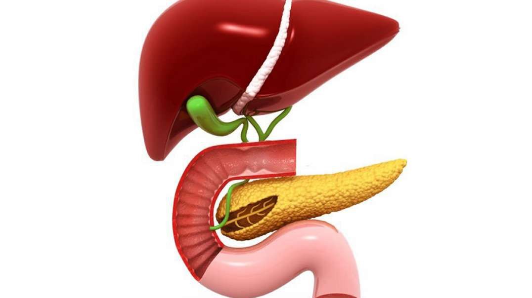 Liver Anatomy