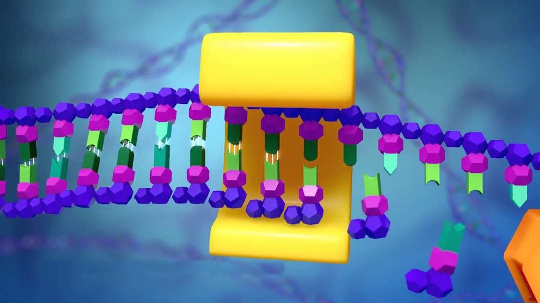 DNA and RNA: DNA Replication