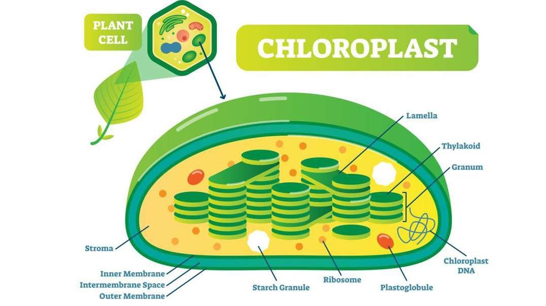 Chloroplast: Origination