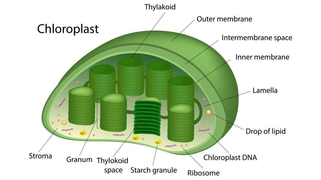 Chloroplasts: Structure