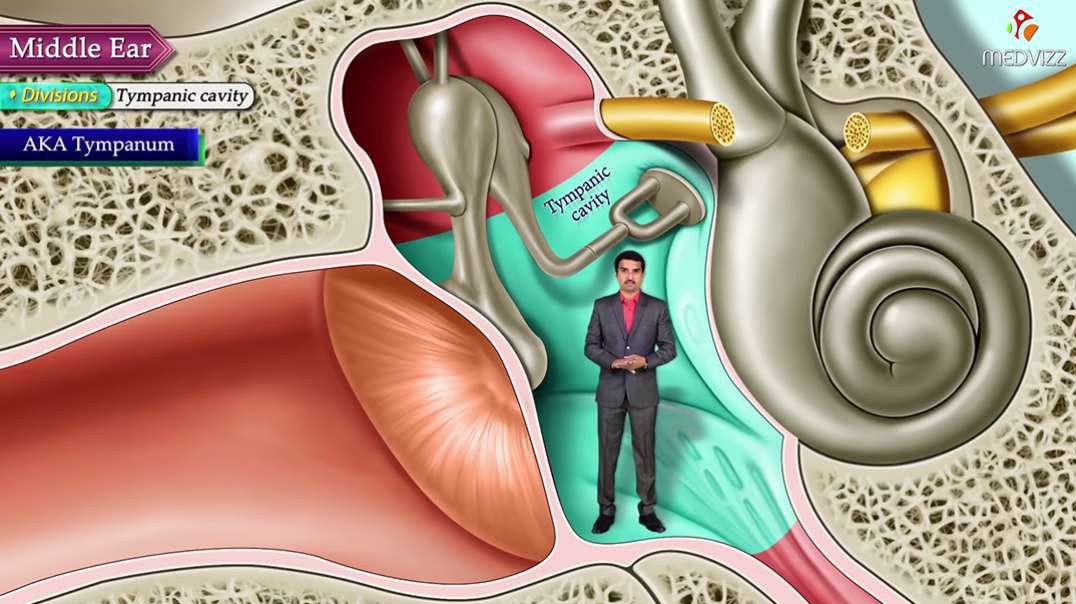 The Middle Ear: Functions