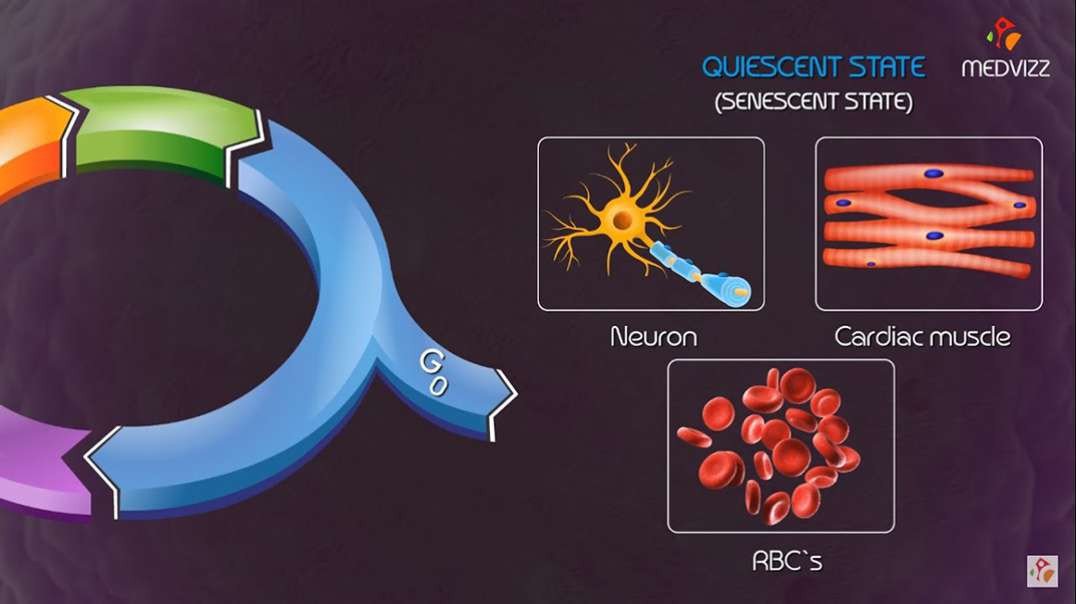 Cell cycle checkpoints and regulation