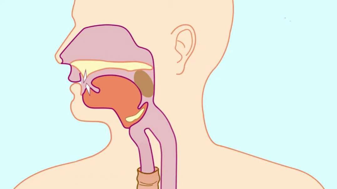 Swallowing and Peristalsis