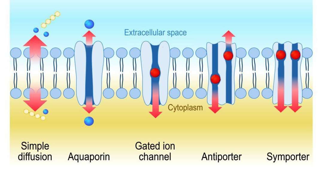 Passive Transport