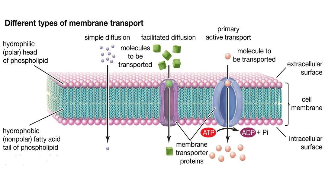 Cell membrane permeability: Overview
