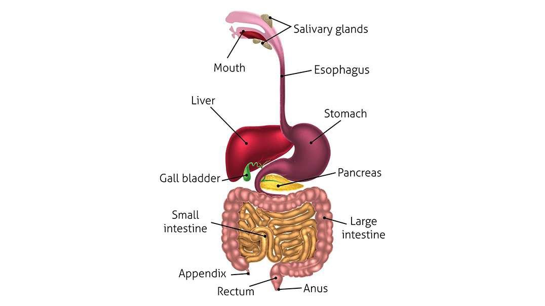 Enzymes involved throughout the alimentary canal