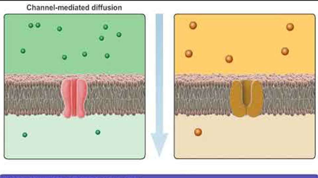 Facilitated Diffusion: Detailed Animation