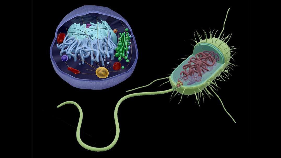 Prokaryotic vs Eukaryotic Cells