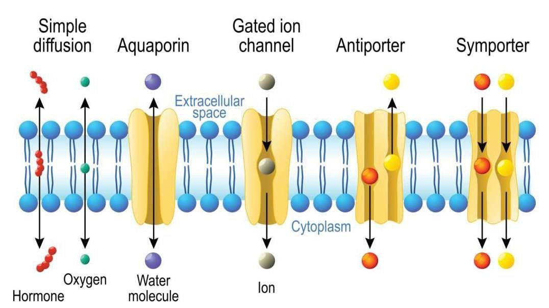 The Semipermeable Membrane