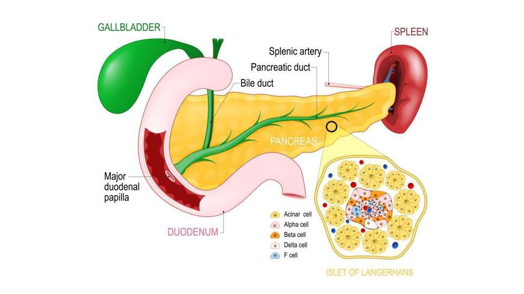 The Role and Anatomy of the Pancreas