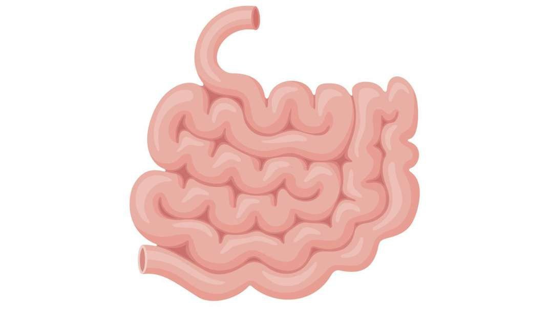 Small intestine