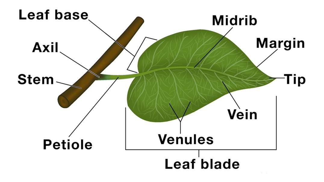 Leaf: Structure and Functions