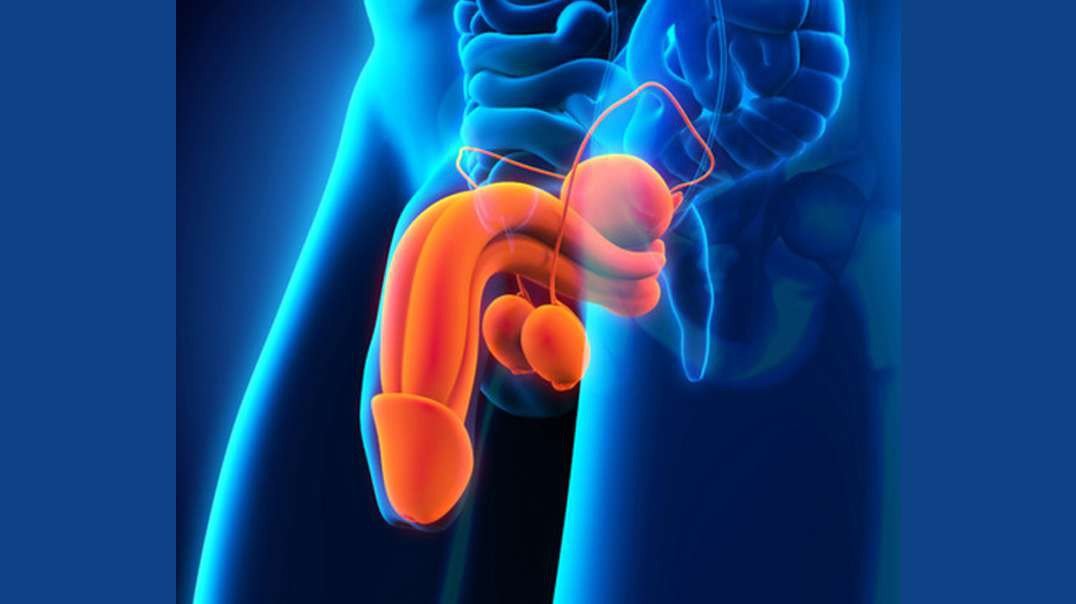 Male Reproductive System: Anatomy