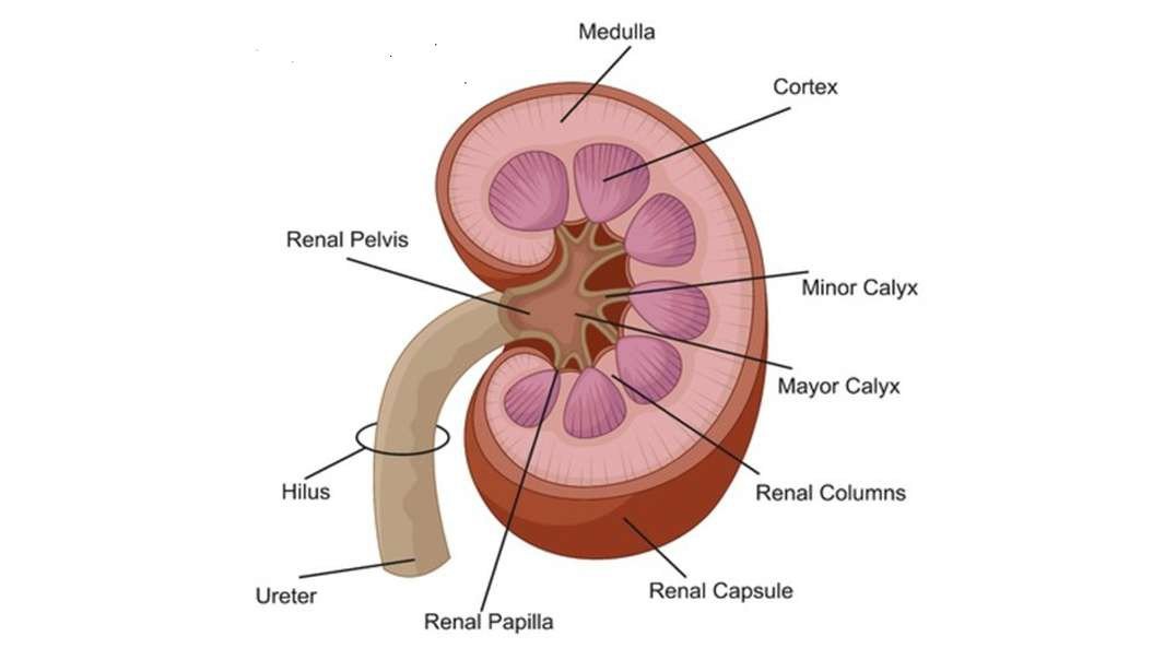 Structure and Function of kidney