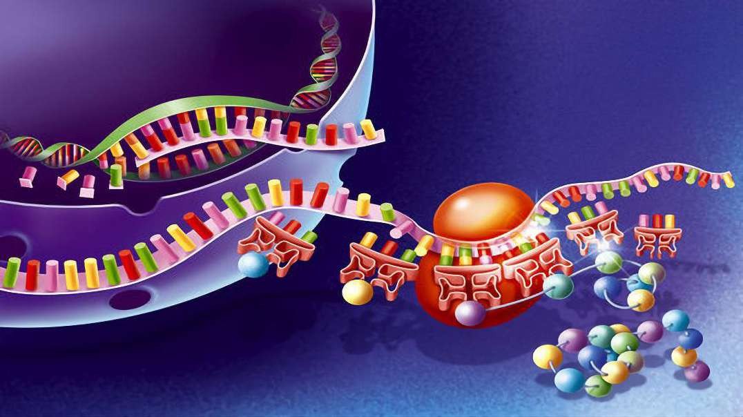 From DNA to protein