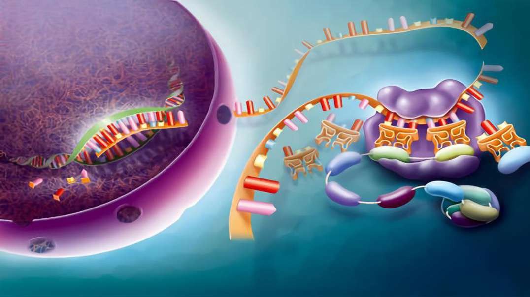 Protein synthesis : translation(A more detailed and compiled form)