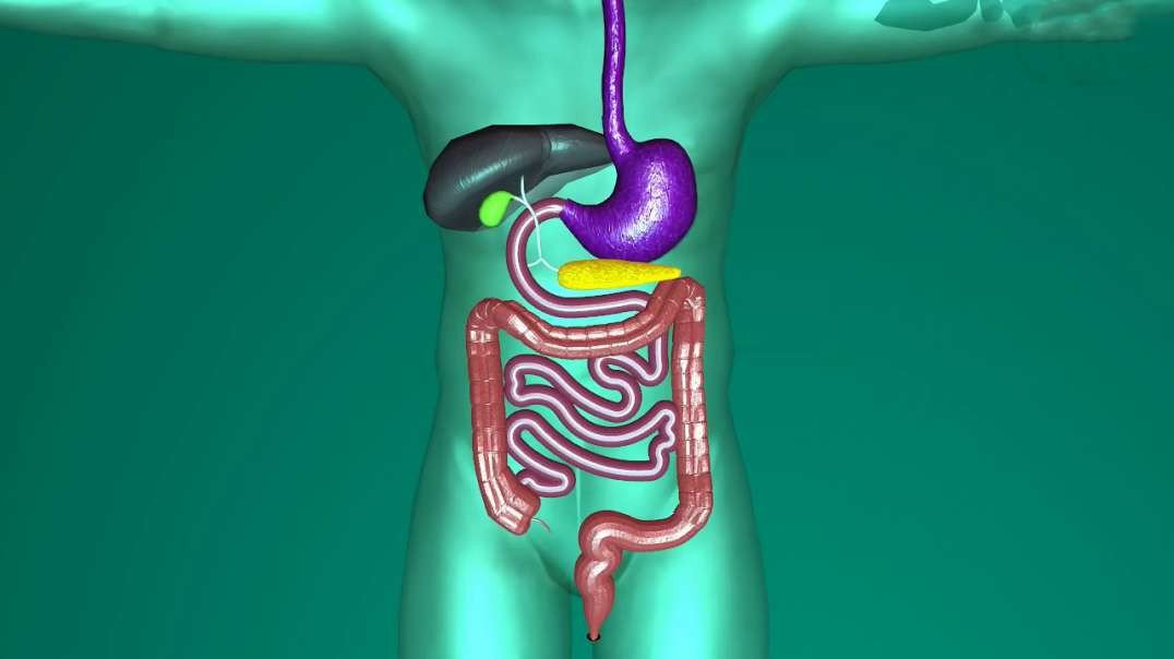 Alimentary canal