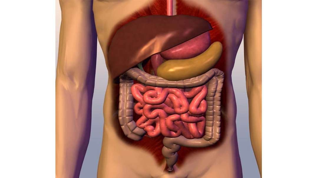 Human digestive system: Detailed
