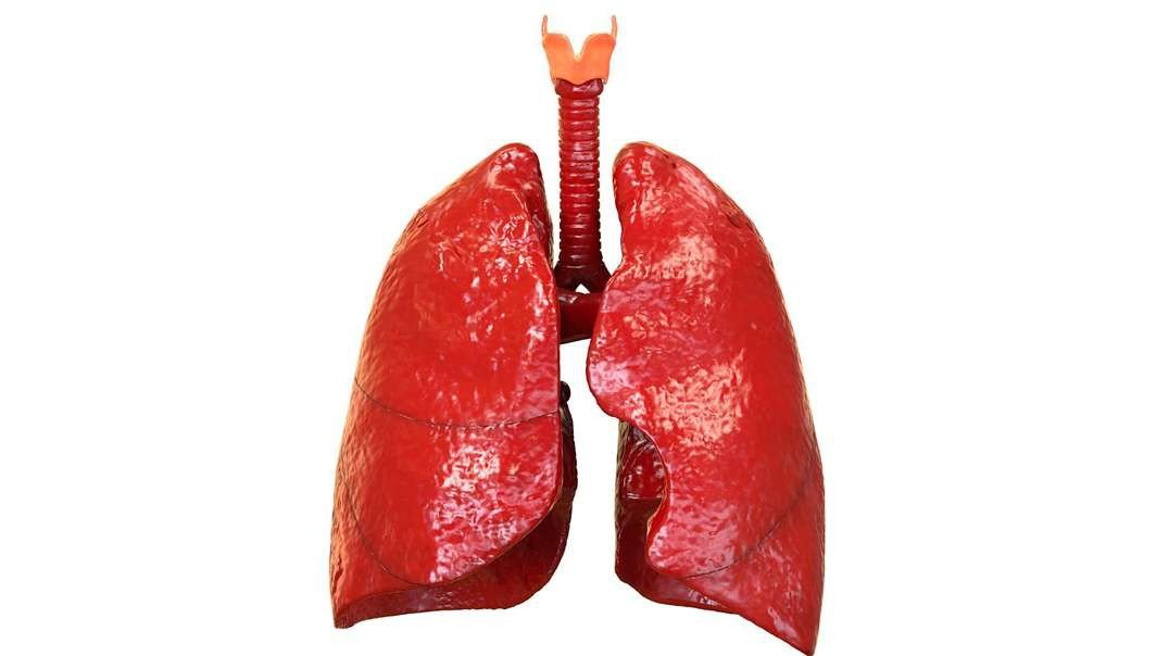 The Human Lungs: Explained