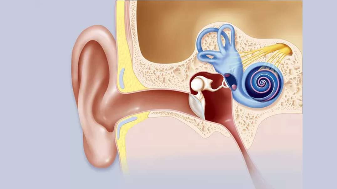 Human Ear: Hearing and How it Works