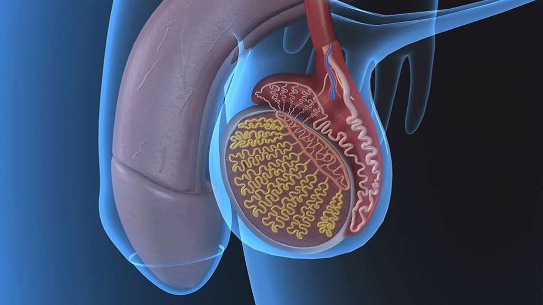 The Male Reproductive System: Human