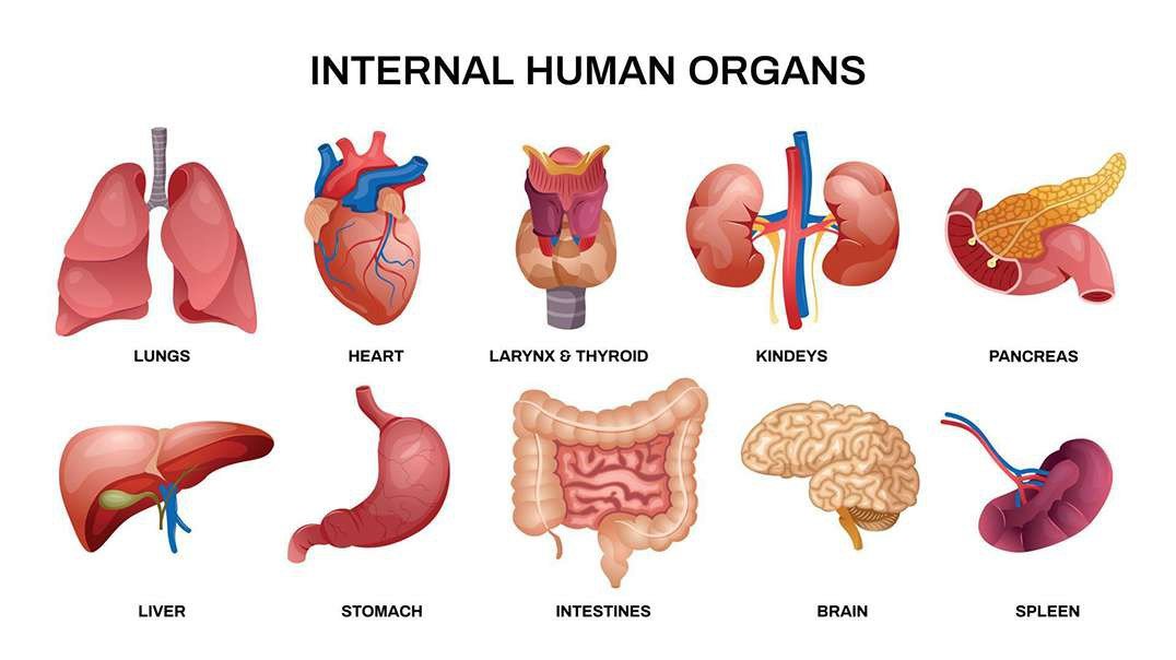 Abdominal organs (plastic anatomy)