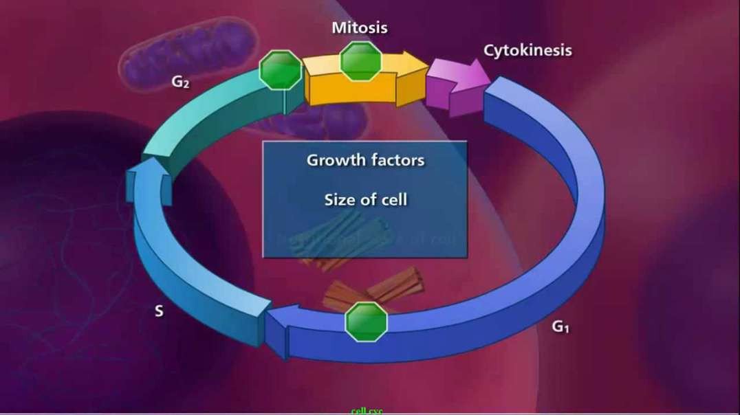 Cell Cycle and Mitosis