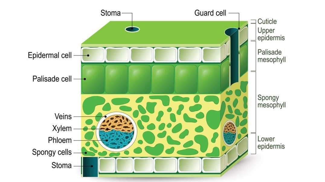 The structure of the leaf: Internal Structure