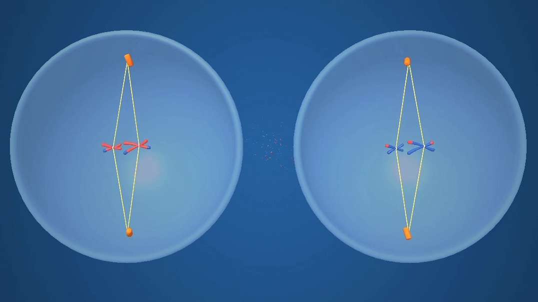 Meiosis: Production of Gametes