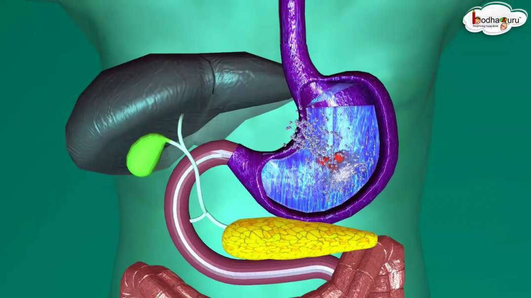 How food is digested