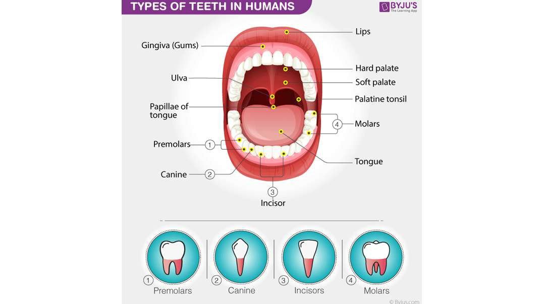Structure and Types of teeth