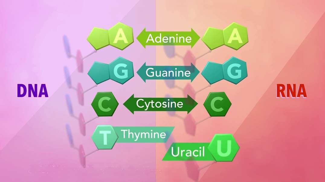 DNA and RNA: Overview