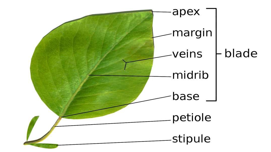 Structure of A Leaf
