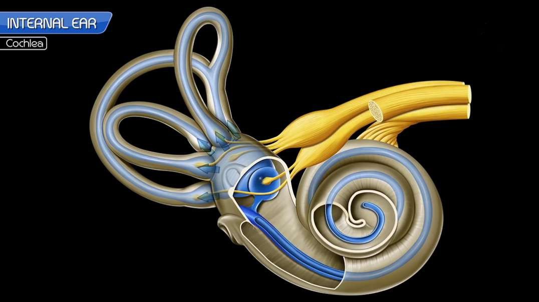 Inner Ear Anatomy