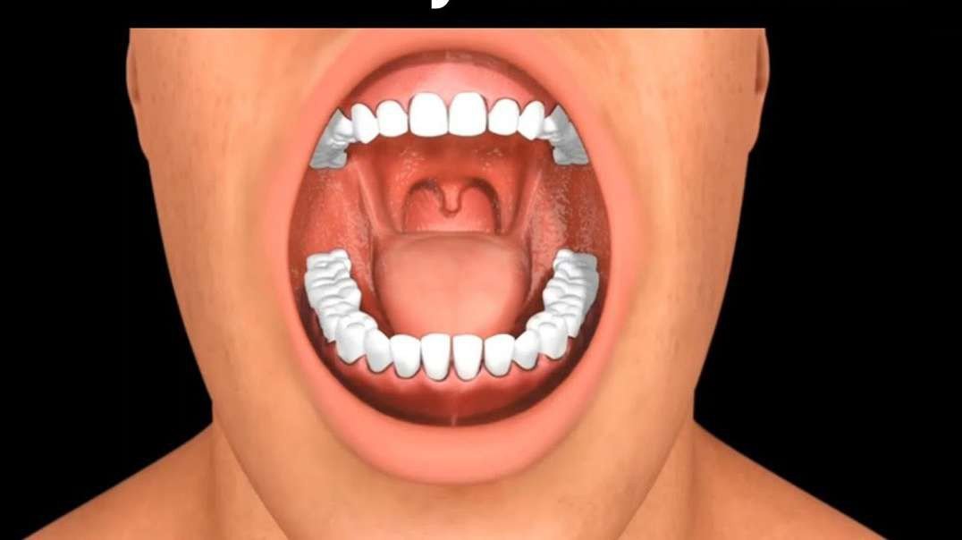 The mouth (the buccal cavity/the oral cavity)