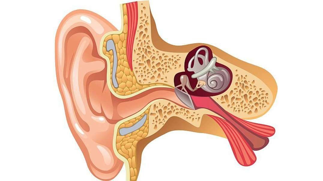 Human Ear: Journey of Sound to the Brain