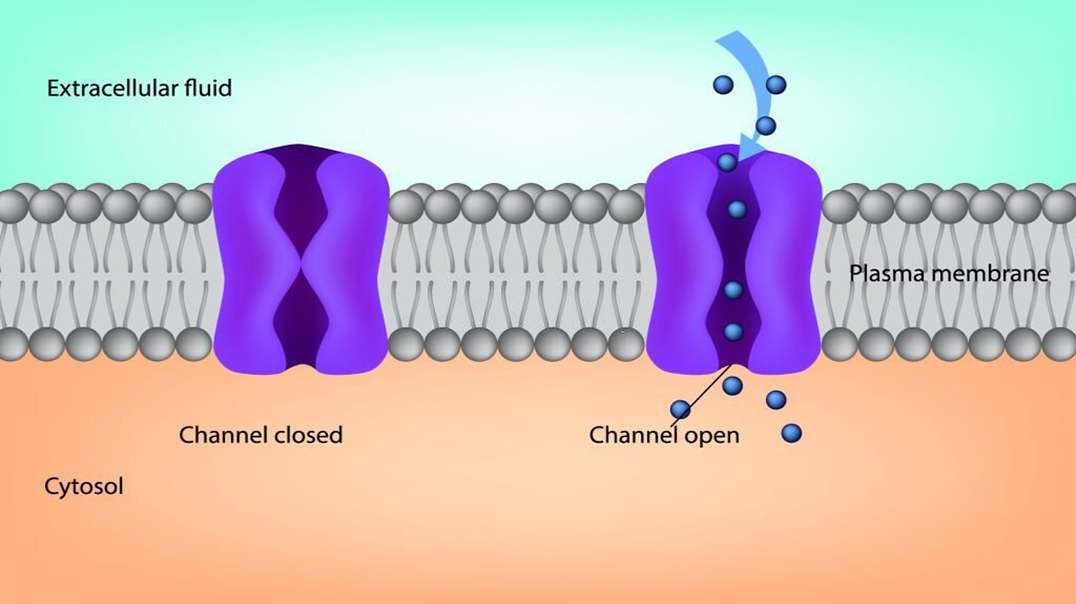 Transport processes: Active and Passive